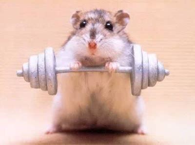 Funny Animals: Funny Mice Pictures,Images - Funny Mouse