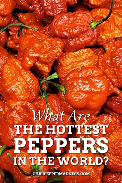 Pepper Info - Chili Pepper Madness