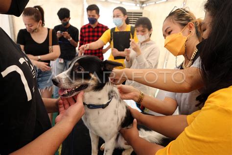 Vaksinasi Rabies Di Bogor Antara Foto