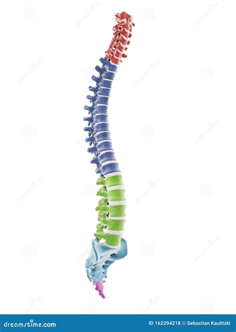 Human Spine Rainbow Gradient Colored Backbone Cartoon Vector