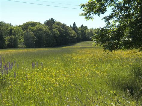 A Field Of Flowers Free Stock Photo - Public Domain Pictures
