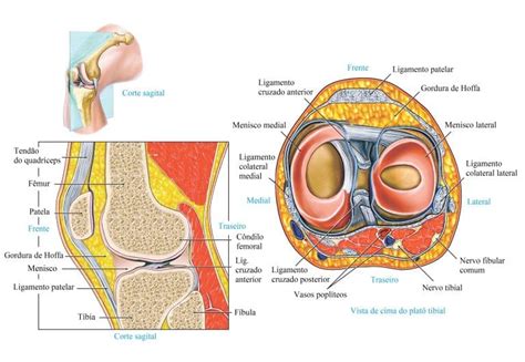 Anatomia do joelho ligamentos articulação músculos e meniscos