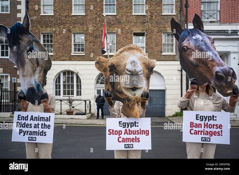 Londra Regno Unito Agosto I Sostenitori Del Peta Che