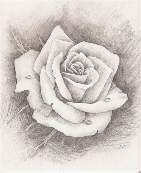 Realistic Rose Drawing at PaintingValley.com | Explore collection of ...