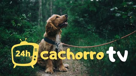 Cachorro Tv 247 Coleção De Músicas Para Manter Seu Cachorro