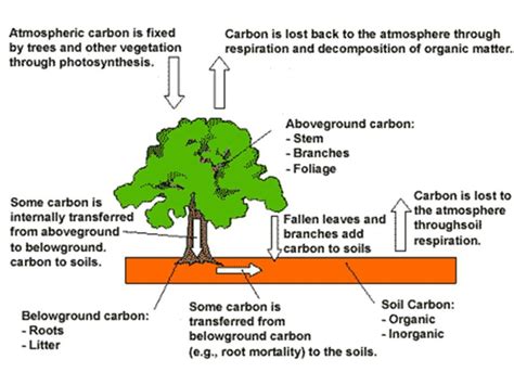 Carbon Sequestration