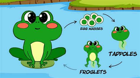 Life Cycle of a Frog | Educational Animation Video :: Behance