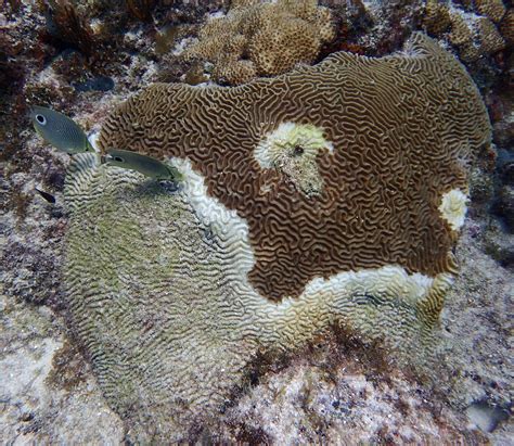 A Disease Is Ravaging Floridas Coral Reefs Ocean Conservancy