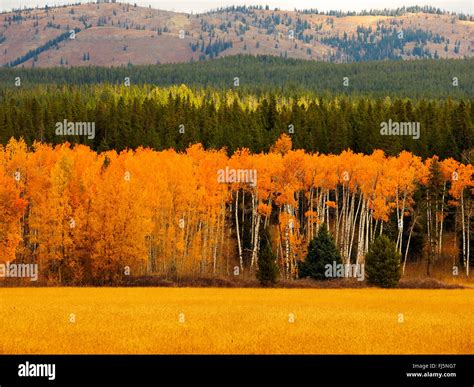 American Aspen Quaking Aspen Trembling Aspen Populus Tremuloides