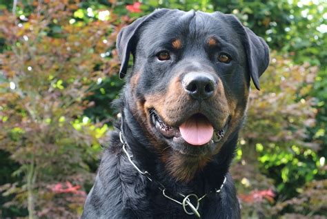 Posso Dar Suplemento Humano Para Cachorro