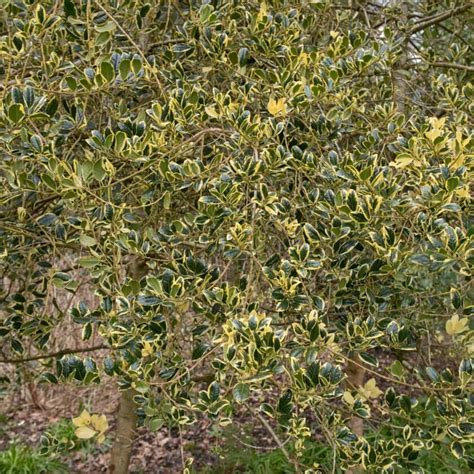 Gelbbunte Stechpalme Golden Van Tol Ilex Aquifolium Golden Van Tol