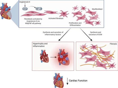 Jci Insight Fibroblast Specific Ikk Deficiency Ameliorates