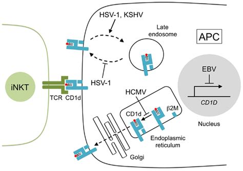 Frontiers Cd1d Expression And Invariant Nkt Cell Responses In