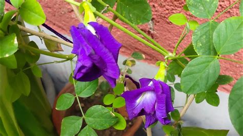 অপরাজিতা গাছে ফুল না হলে কি করবেন।what To Do When Aparajita Plant Are