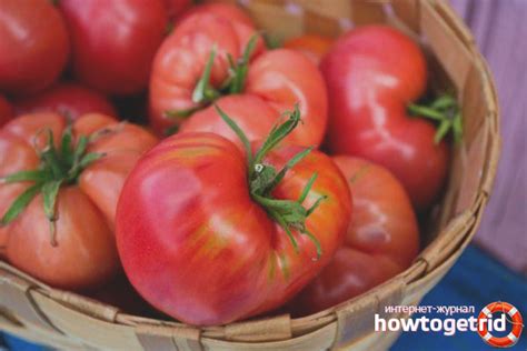 Томат Малиновая сладость F1 - описание и характеристика сорта