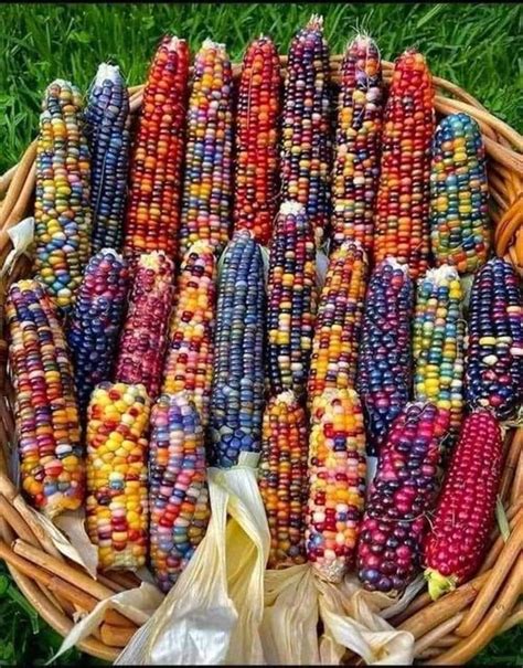 This Multi Colored Corn Is Real And There S A Fantastic Story Behind It Glass Gem Corn