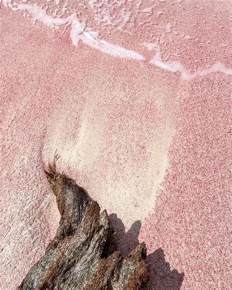 The incredible pink beach on the island of Barbuda - Peter Moore