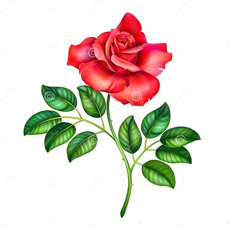 3d Illustration Of Red Rose Stock Vector Illustration Of Beauty