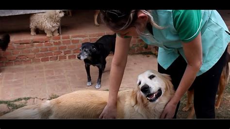 Itu em Dia Associação de Socorro e Proteção aos Animais ASPA Itu