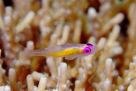 Dwarf Goby Flickr Photo Sharing