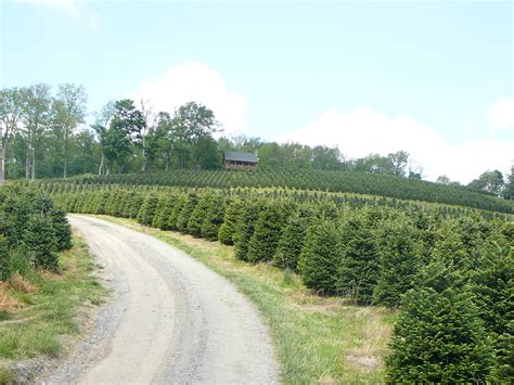 COASTAL EVERGREEN TREE FARMS - North Carolina Fraser Firs