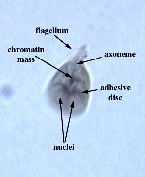 Giardia Lamblia Cyst Under Microscope | Bruin Blog