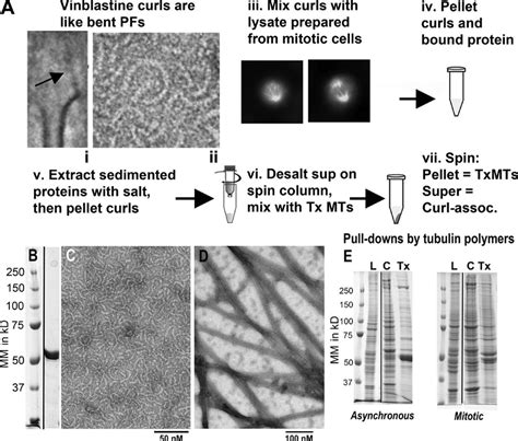 Tubulin Polymers And Their Pulldowns From Cultured Cells A Schematic