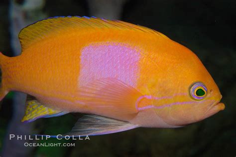 Square Spot Fairy Basslet Male Coloration Pseudanthias Pleurotaenia Photo