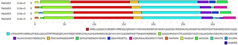 Schematic representation of the conserved motifs in the MaGolS ... 