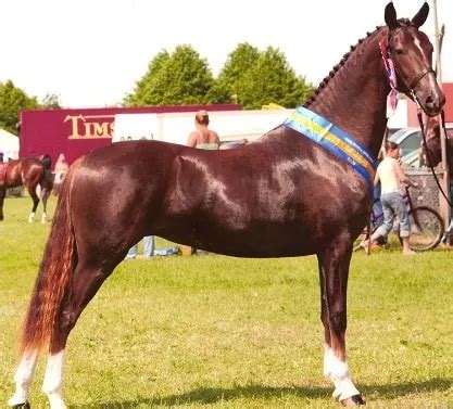 15 Native English & British Horse Breeds (Facts, History, & Pictures)