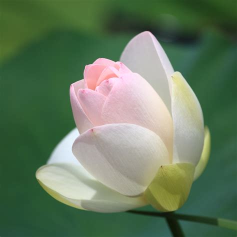 Free Images Blossom Flower Petal High Pink Sacred Lotus Aquatic