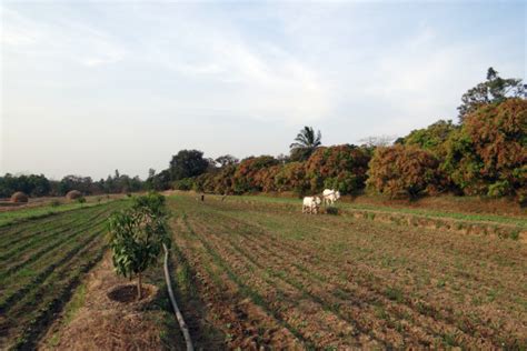 Banco De Imagens Trator Campo Fazenda Ve Culo Equipamento