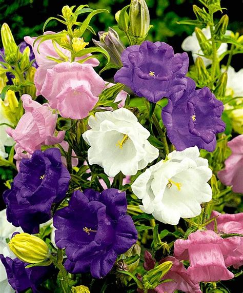 Колокольчики | Flowers perennials, Flowers, Blue bell flowers