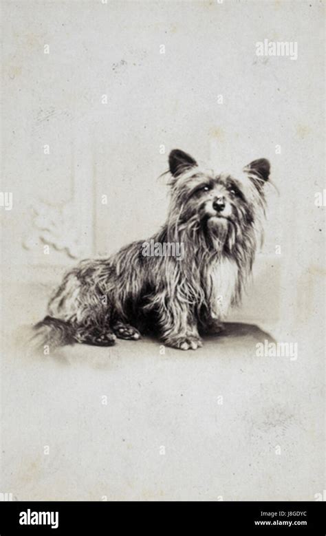 Greyfriars Bobby Drawing Hi Res Stock Photography And Images Alamy