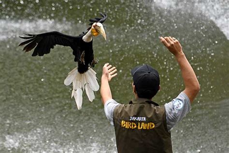 Serunya Atraksi Berbagai Jenis Burung Di Wahana Baru Jakarta Bird Land