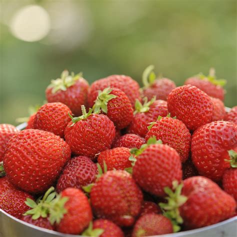 Strawberry Plants for Sale Articles Archives