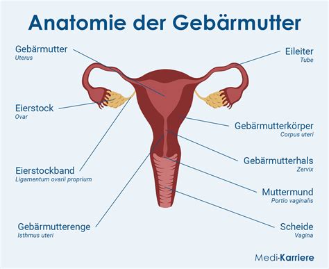 Geb Rmutter Anatomie Funktion Erkrankungen Medi Karriere