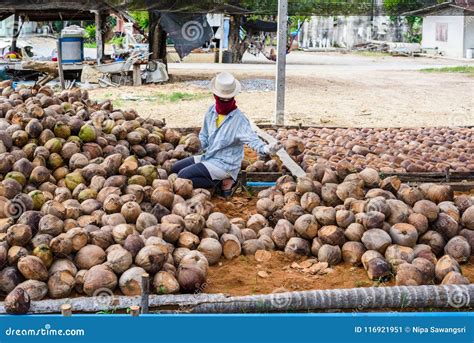 Workers Are Sorting Coconut For Cutting And Arranging For Breeding