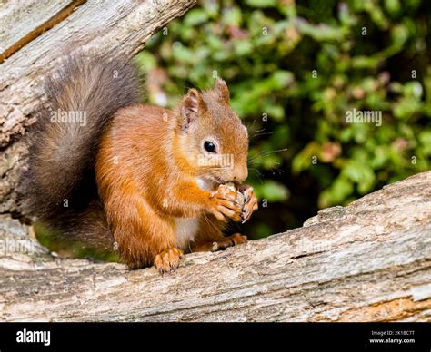 The native red squirrel in Scottish woodlands Stock Photo - Alamy