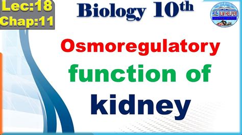 10th Bio Lec18 Osmoregulatory Function Of Kidney Ch 11