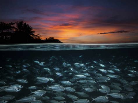 perfect split shot photo underwater