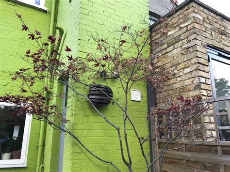Is My Acer Tree Dead at Agnes Giles blog