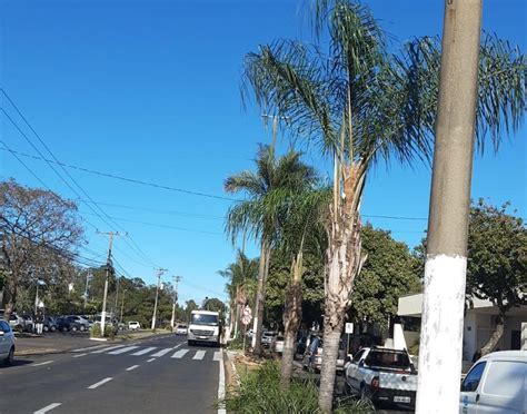 Município intensifica o serviço de poda de árvores Marília Notícia