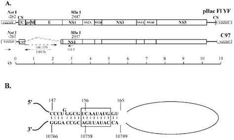 Organization Of The Yfv Genome And Construction Of Replicons A The