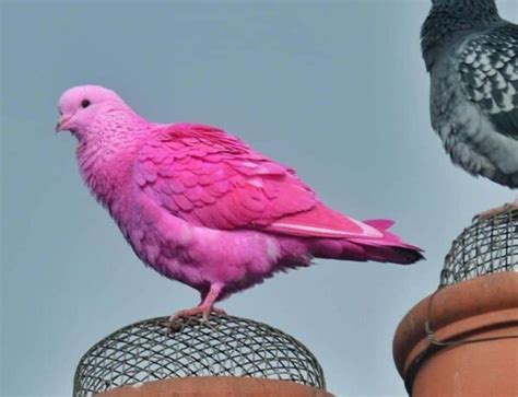 color  pigeons