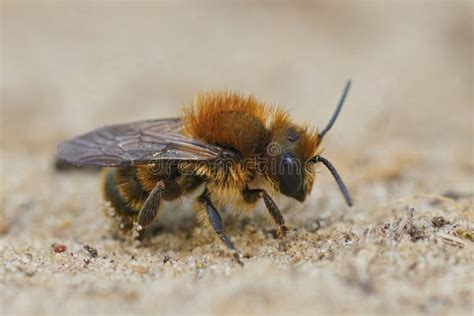 Closeup on a Male Closeup on the Blue Mason Bee, Osmia Caerulescens Stock Image - Image of ...