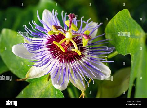 Passiflora leaf fotografías e imágenes de alta resolución Alamy