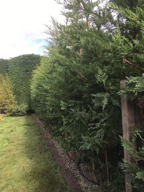english hedging green leylandii tall hedging plants