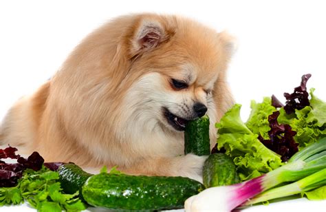 Quels L Gumes Les Chiens Peuvent Ils Manger