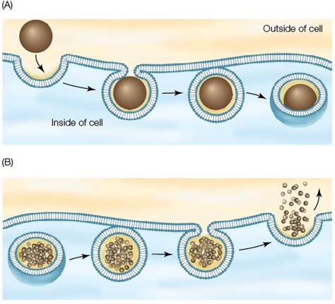 Exocytosis And Endocytosis